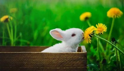 电竞新闻-唐斯22+11哈特33+7 尼克斯送步行者14连败